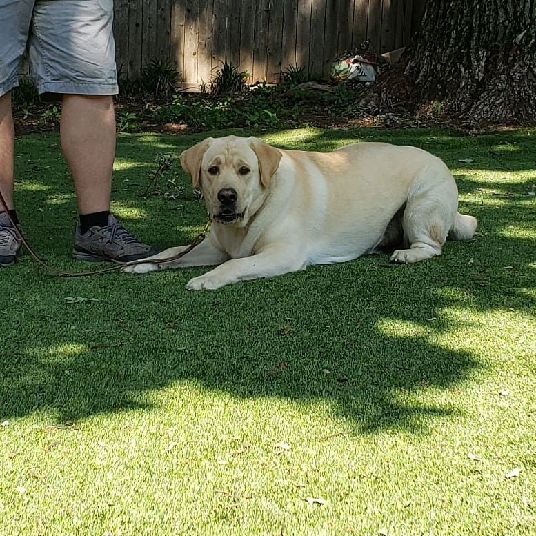 A yellow Labrador Retriever lies on a grassy lawn next to a person’s legs, wearing a leash in a sunny outdoor setting.