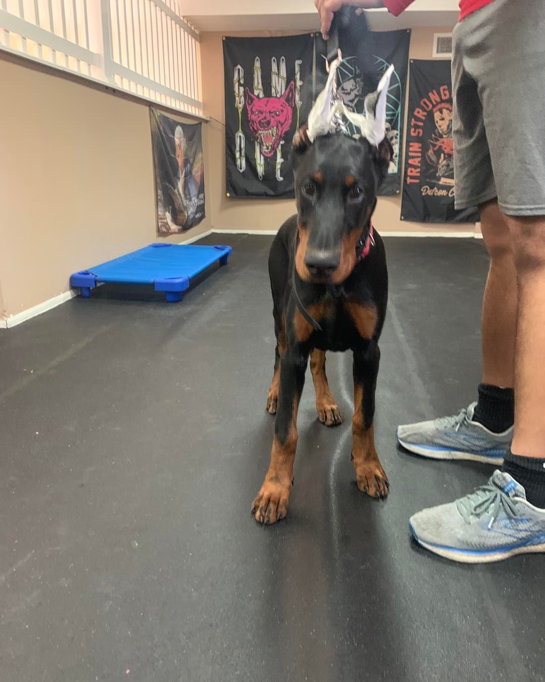 A Doberman Pinscher standing on a dark mat in an indoor room, wearing white bandages on its cropped ears.