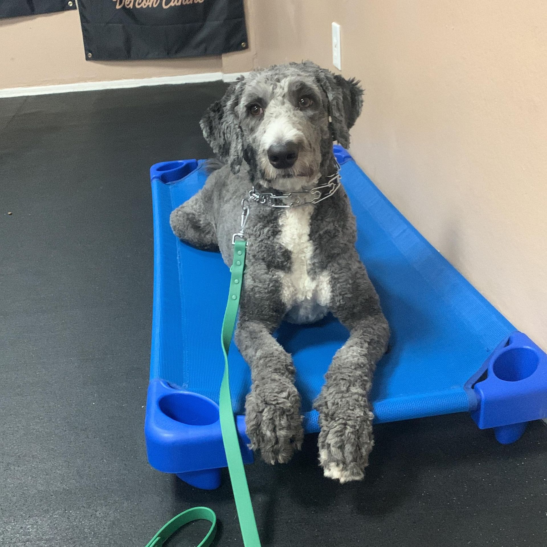A gray and white dog with curly fur sits on a raised blue cot, wearing a metal collar and attached to a green leash.