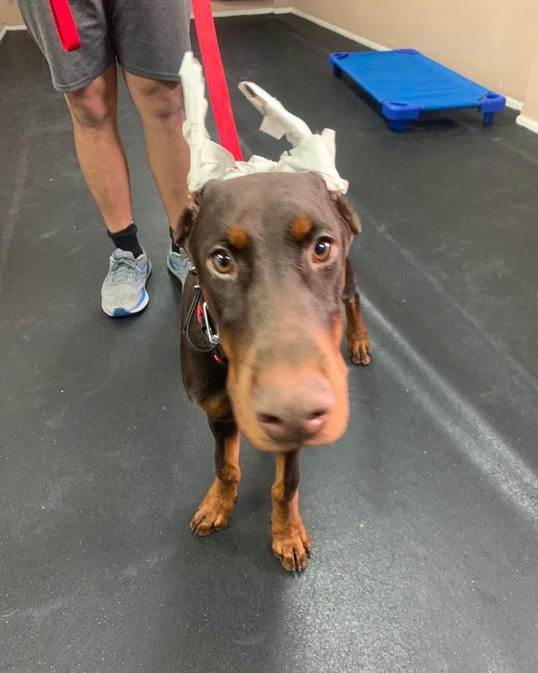 A Doberman Pinscher with taped ears stands on a black mat indoors, next to a person holding a red leash.