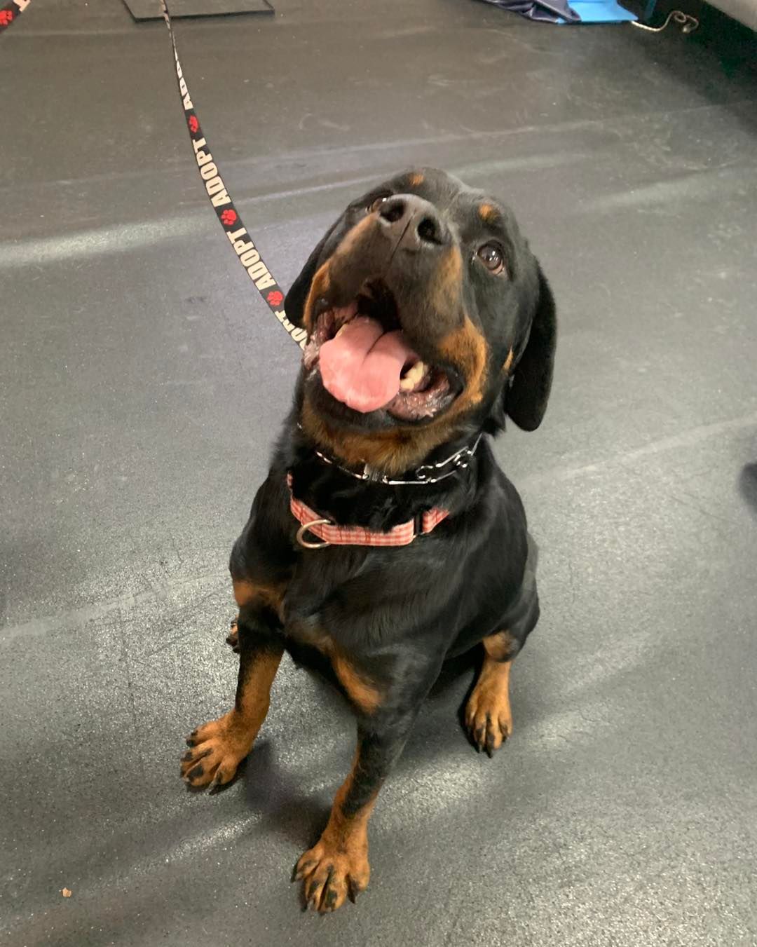 A Rottweiler sits on a gray floor, looking up with its mouth open, wearing a pink collar and an 