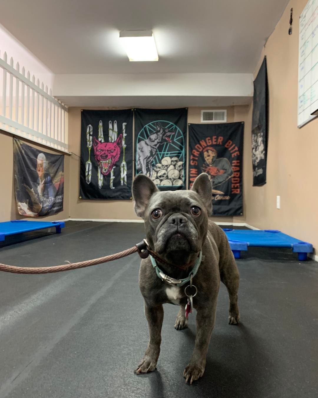 A gray French Bulldog on a leash stands in an indoor gym with black exercise flooring and wall banners.