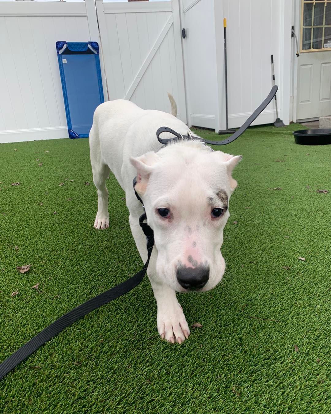 A white dog with a dark spot near its eye wearing a black harness and leash walks on artificial turf in a fenced yard.