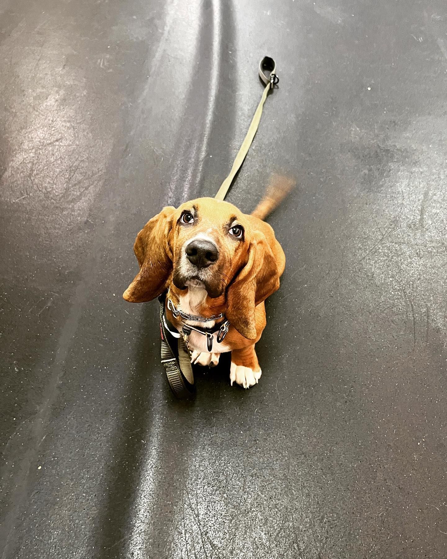 A brown basset hound puppy with long, floppy ears looks up at the camera while sitting on a dark, wet floor.