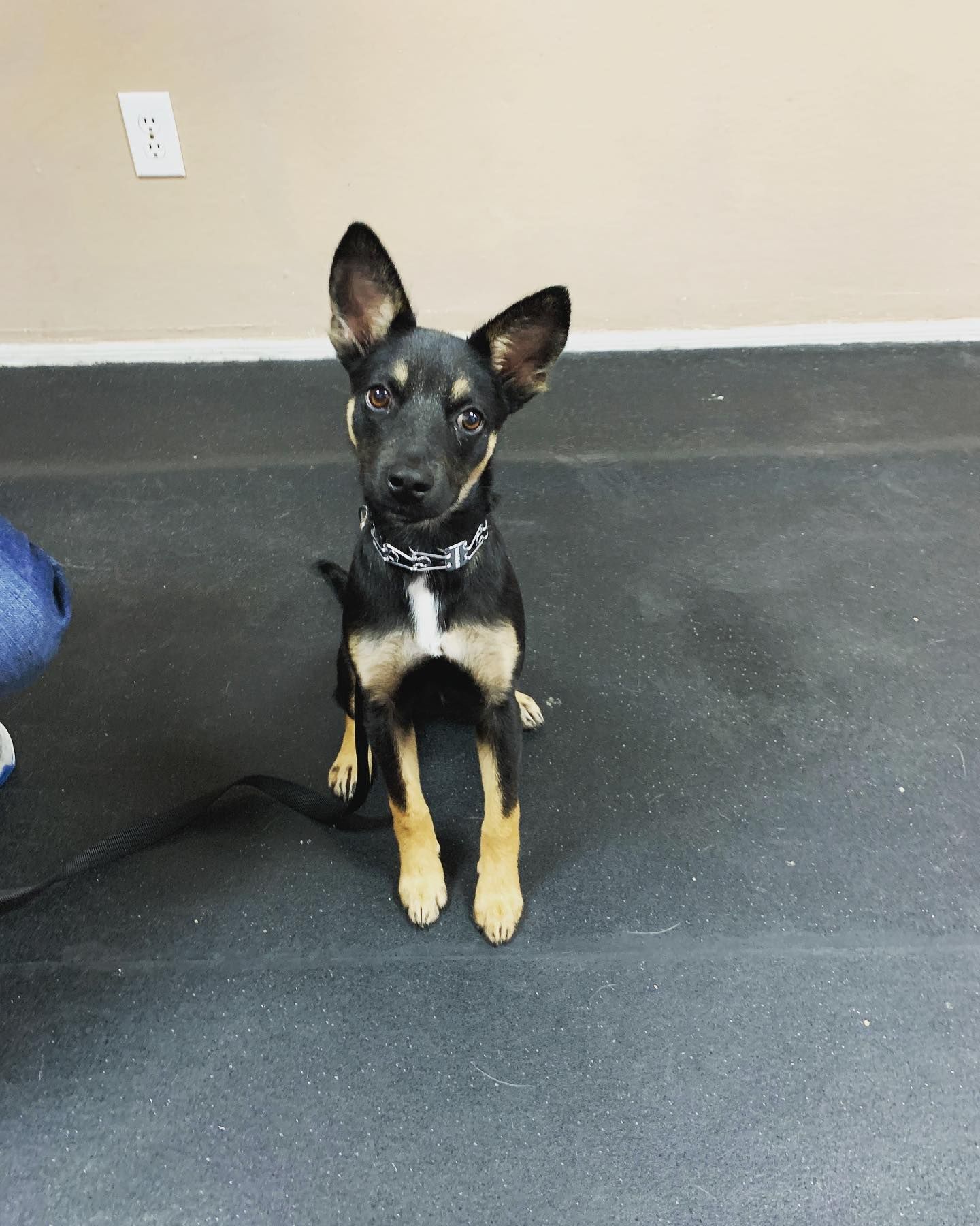 A black and tan puppy with large, pointed ears sits on a dark gray floor, looking directly at the camera.