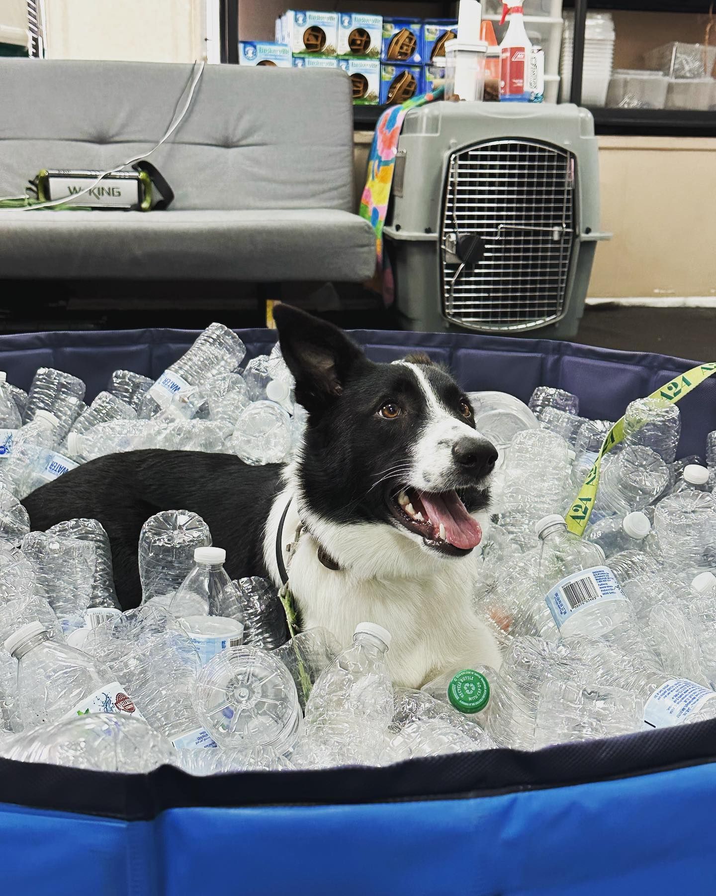 A black and white dog sits happily in a blue pool filled with empty plastic water bottles indoors.