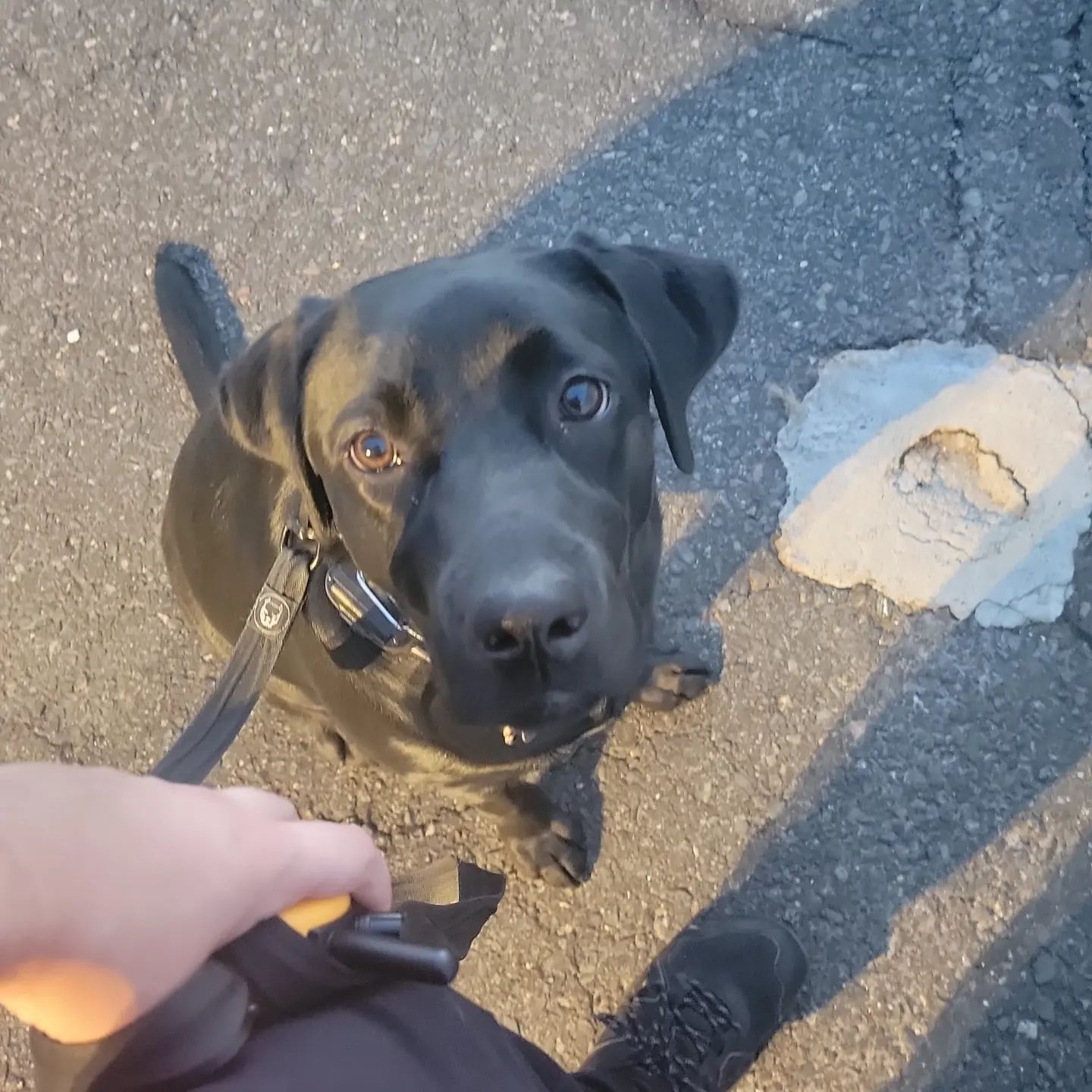 A black dog looking up attentively at a person holding its leash while walking on asphalt.