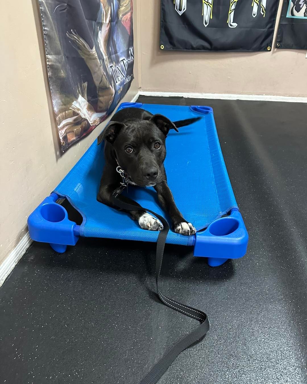 A black dog with white paws lying on a raised blue cot against a wall with a poster and black gym flooring.