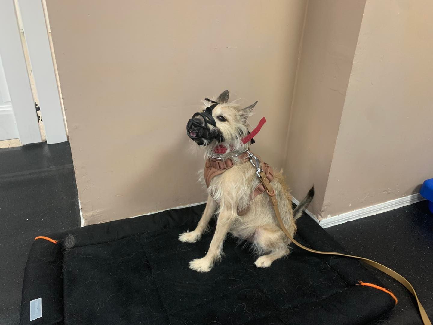 A small, scruffy, light-colored dog in a muzzle and harness sits on a black mat in the corner of a room.