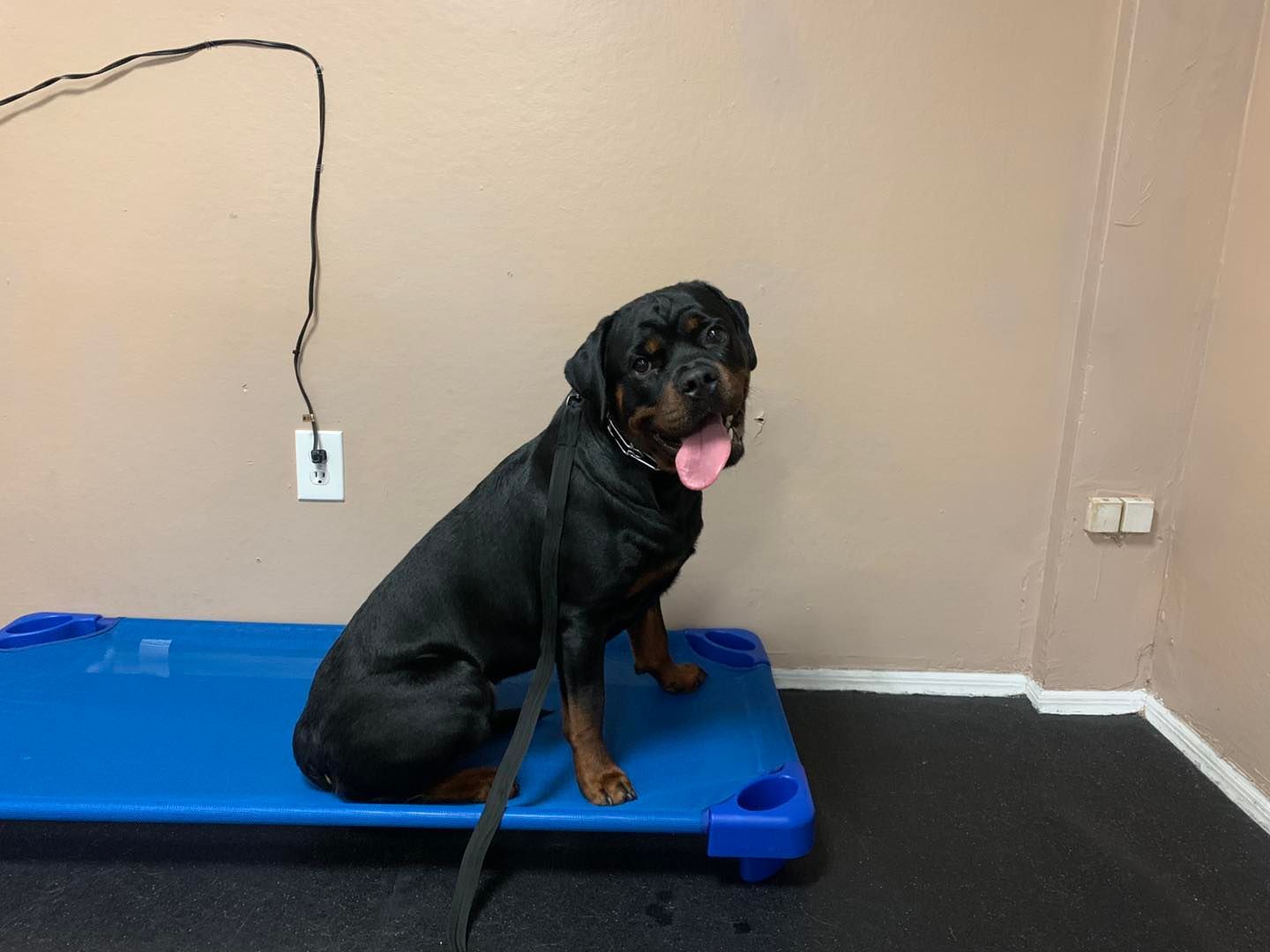 A black and tan Rottweiler sits on a raised blue dog cot, panting with its tongue out against a beige wall.