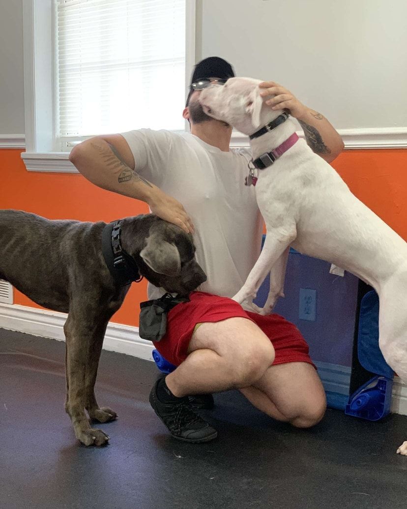 A person in a white shirt and red shorts kneels indoors, petting a brindle dog while a white dog nuzzles their face.