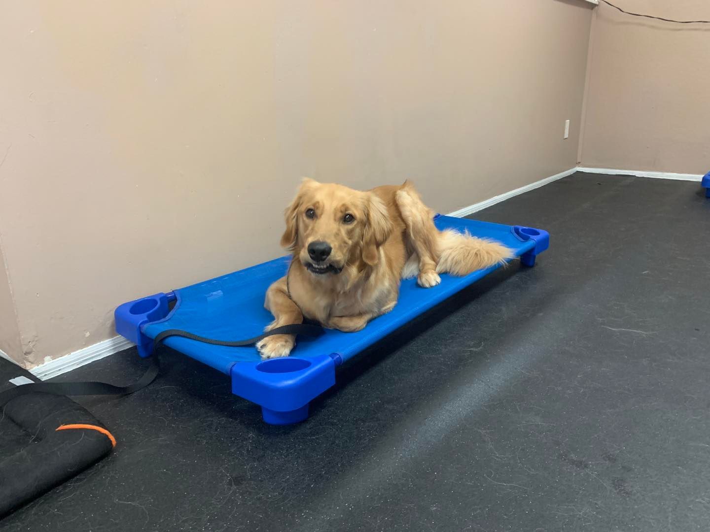 A golden-colored dog lying on a blue elevated pet cot on a dark floor in a plain room.