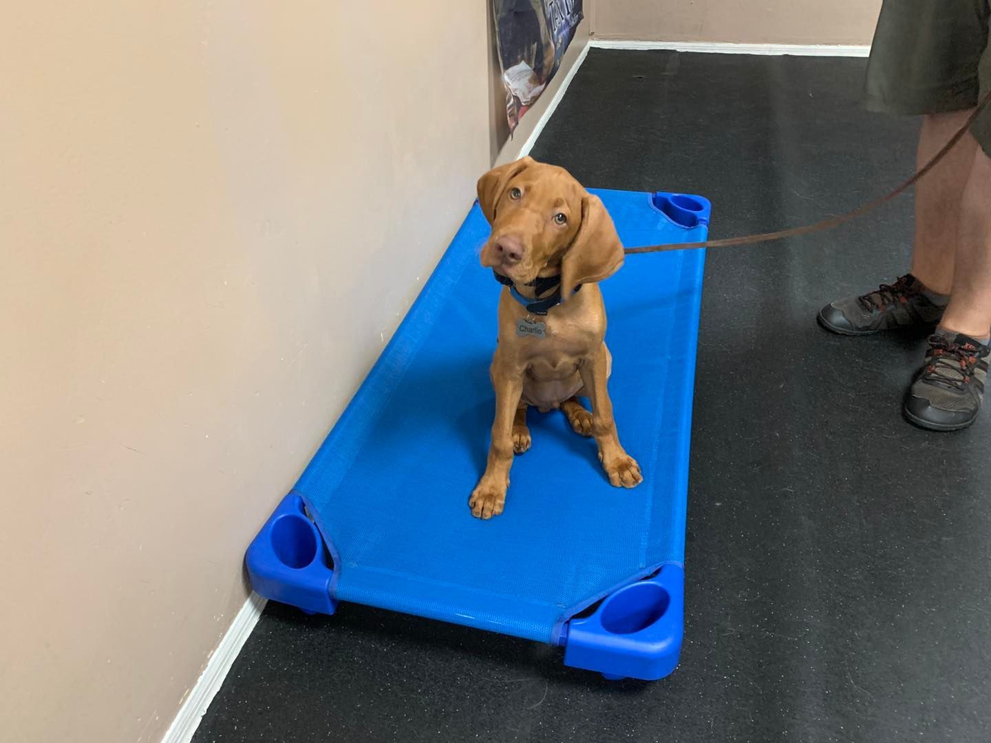 A brown puppy sits on a blue raised cot indoors next to a person's legs while wearing a leash and collar.