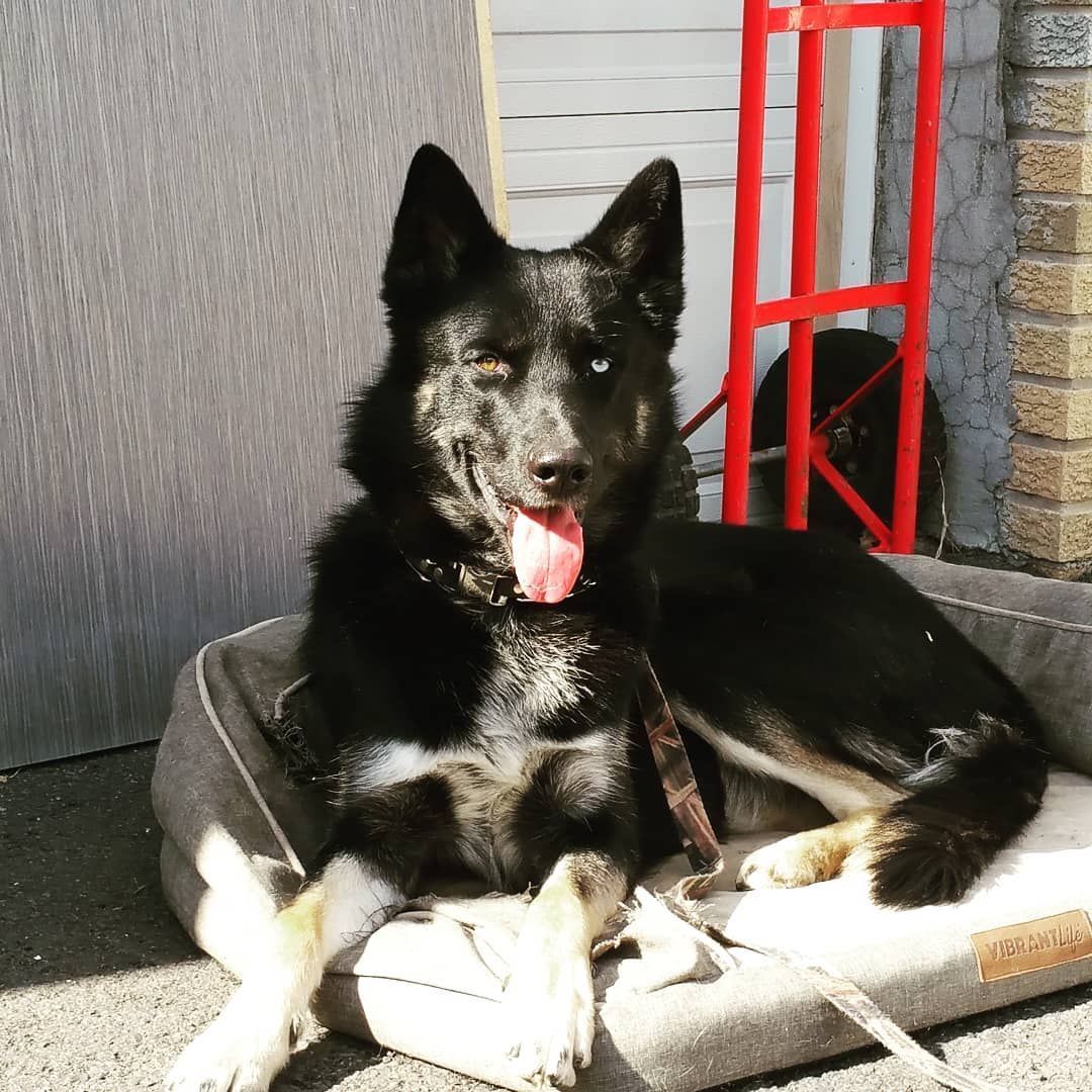 A black and tan dog with one blue eye and one closed eye rests on a pet bed outdoors, tongue out, with a red cart behind.