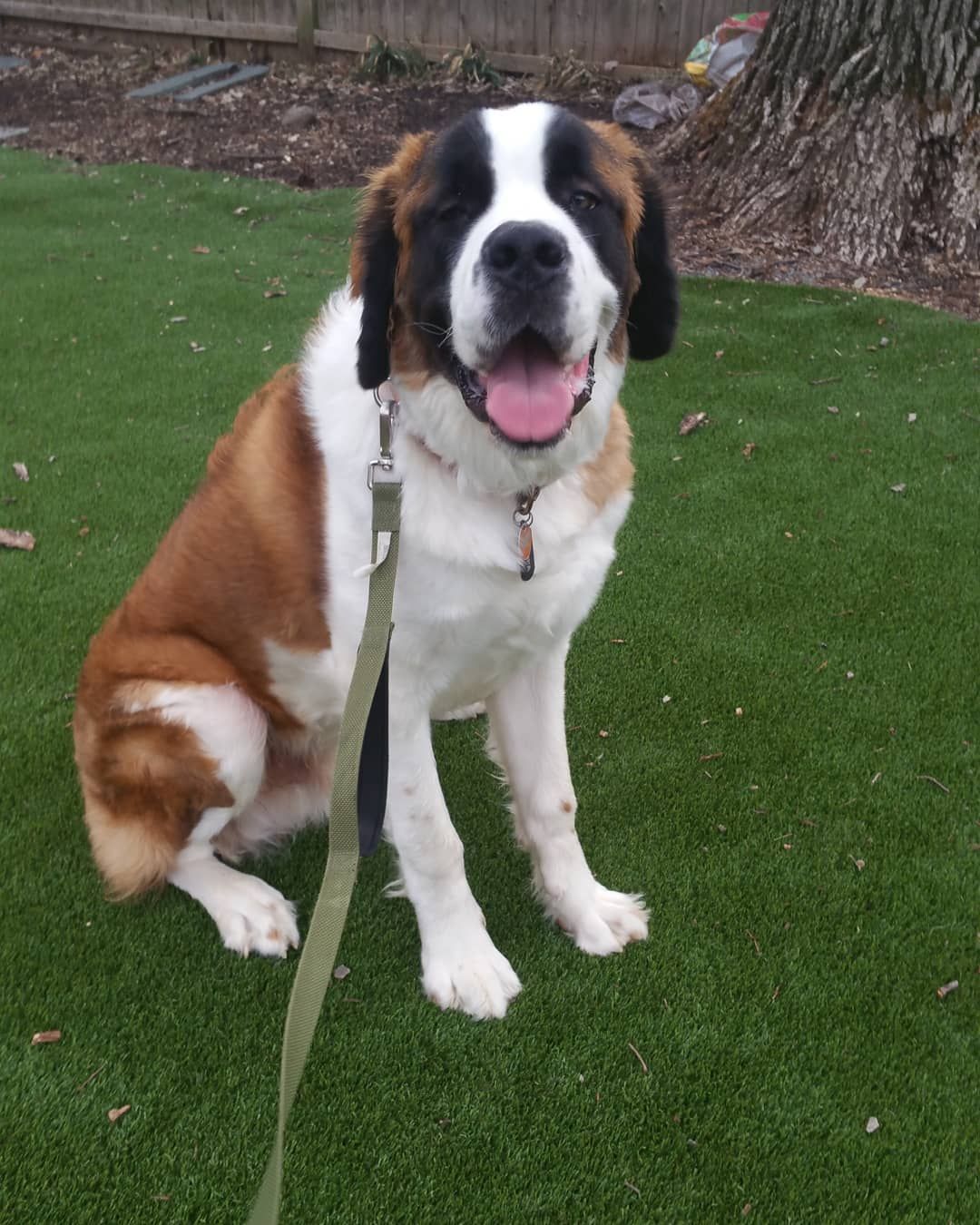 A St. Bernard dog with brown and white markings sits on green grass, smiling with its tongue out and wearing a leash.
