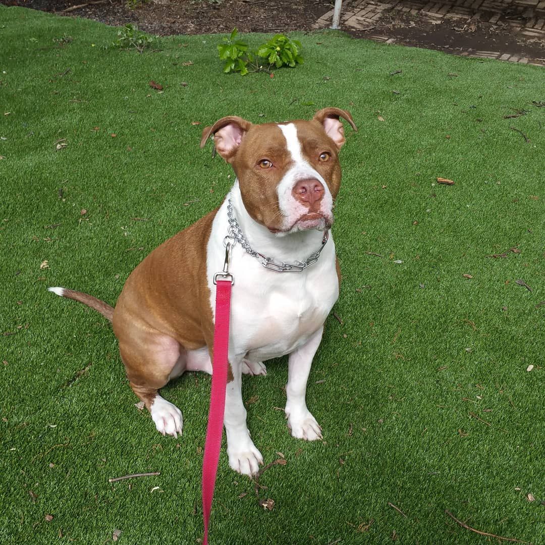 A brown and white pit bull-type dog with a metal collar and red leash sits on a green lawn.