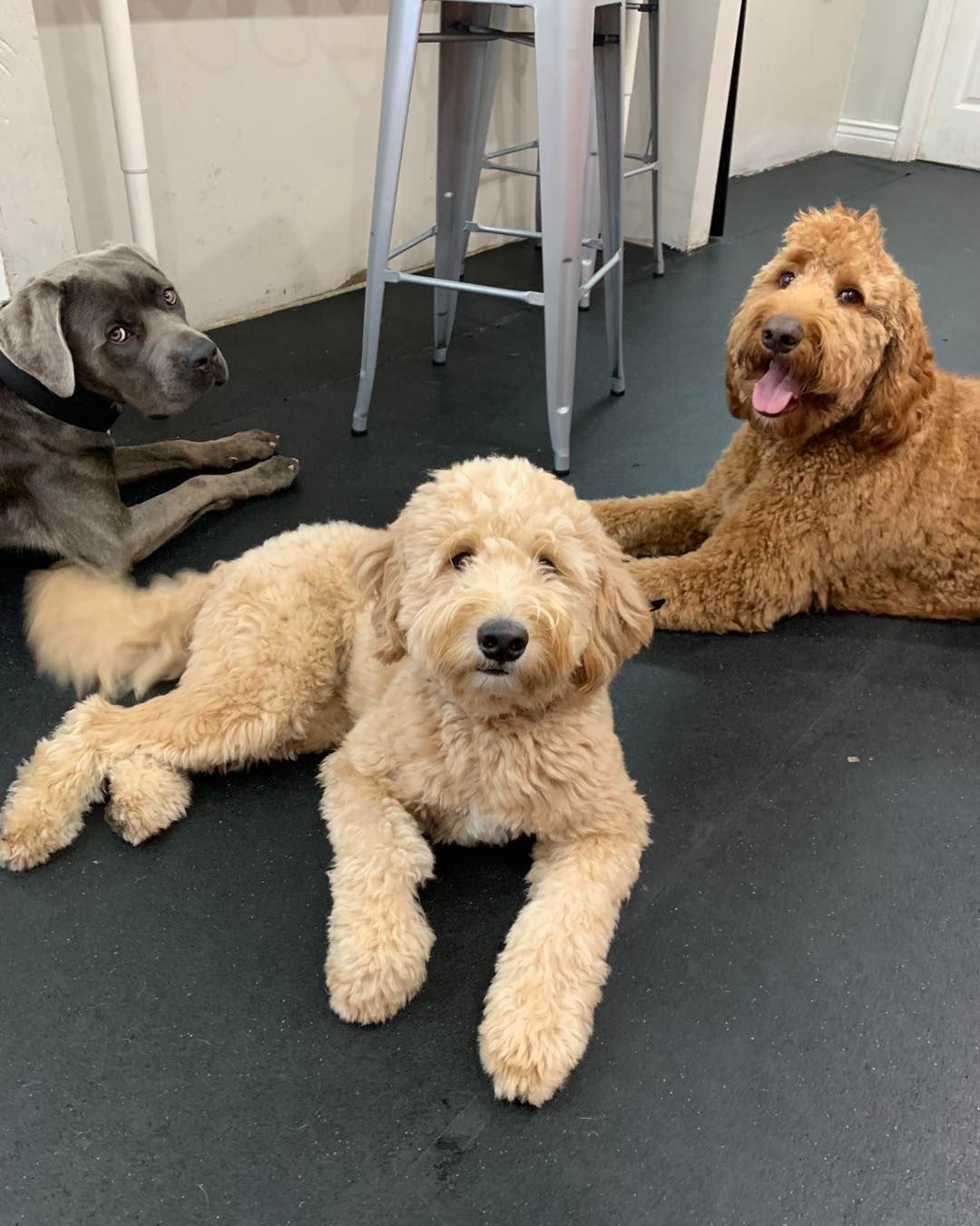 Three dogs, one grey and two golden-brown, rest on a black floor near a metal stool.