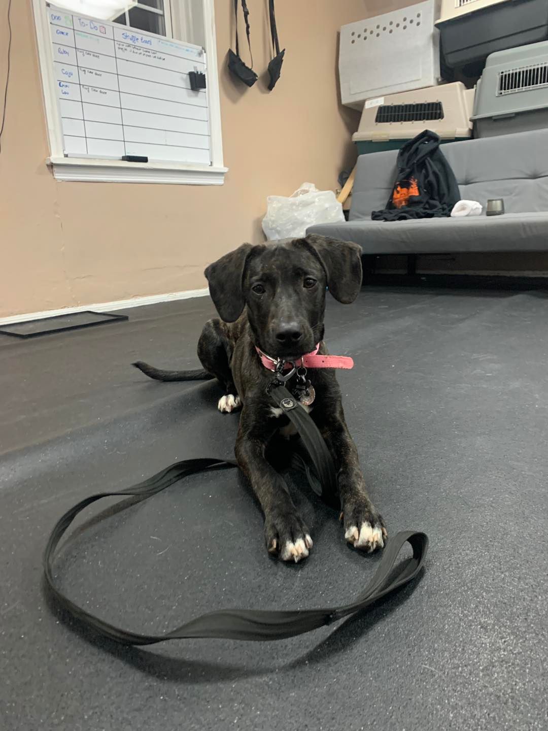 A brindle puppy with a pink collar lies on a dark floor in an indoor training room, its leash coiled in front.