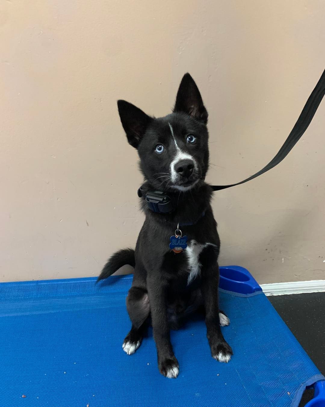 A black puppy with striking blue eyes, white markings on its face and paws, sits on a blue cot while wearing a leash.