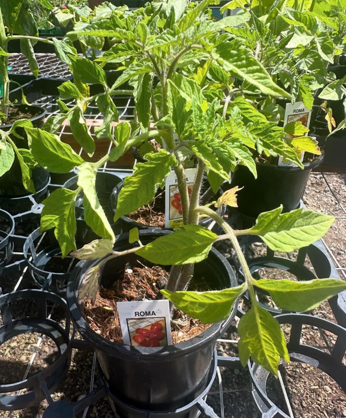 A tomato plant is growing in a black pot