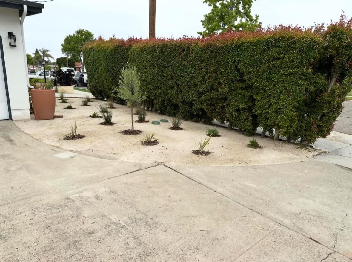 A concrete driveway with a row of trees and bushes
