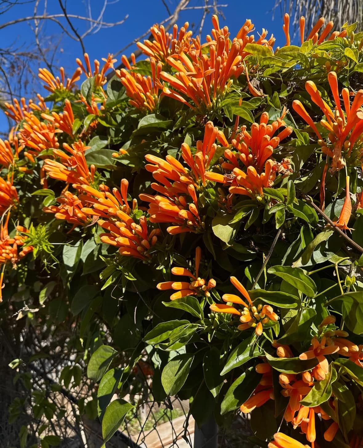 A bush with orange flowers and green leaves