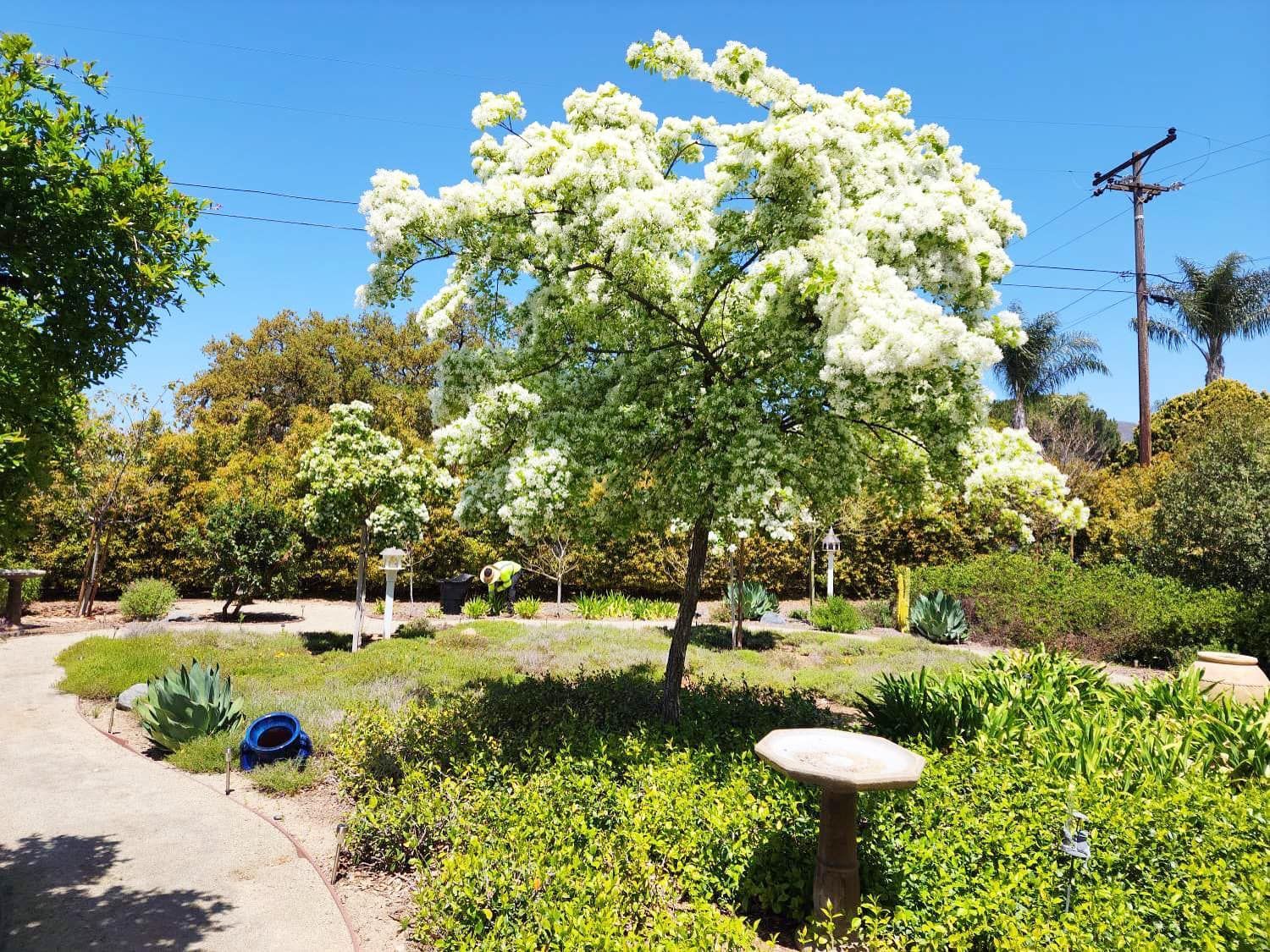 A garden with a bird bath and a tree with white flowers