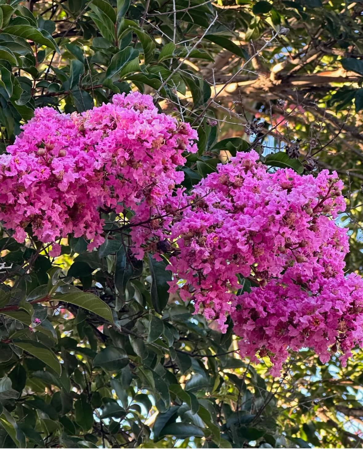 A bunch of pink flowers hanging from a tree branch.