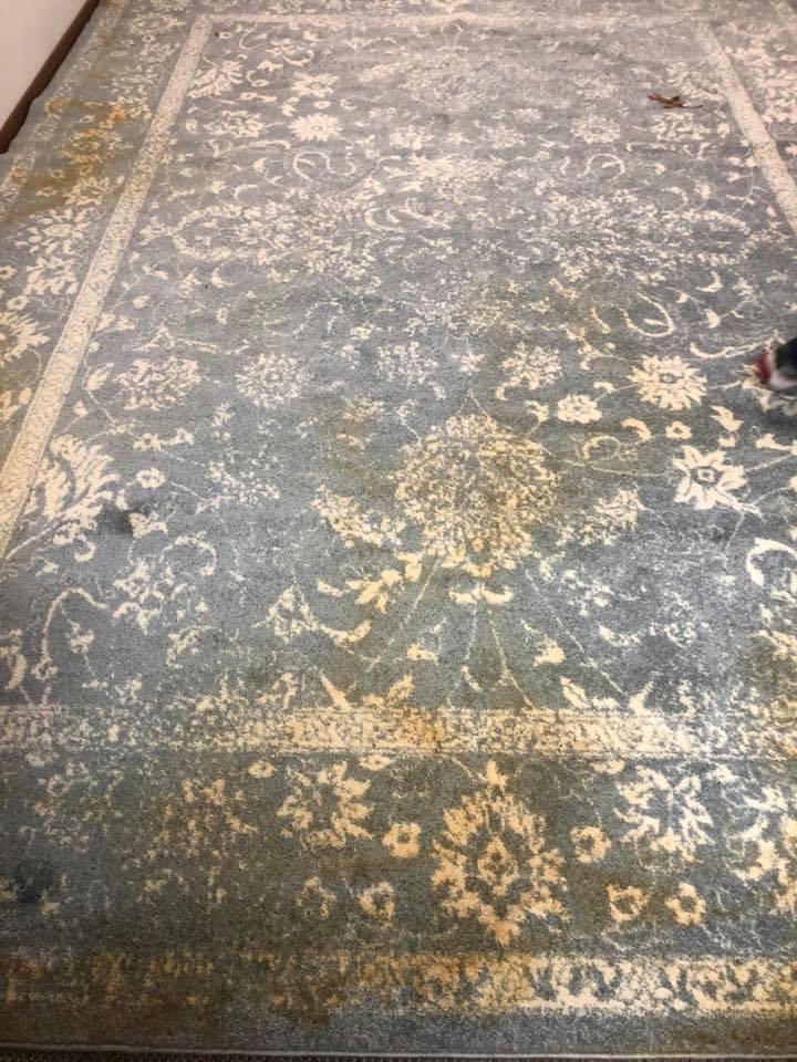 Dirty carpet before