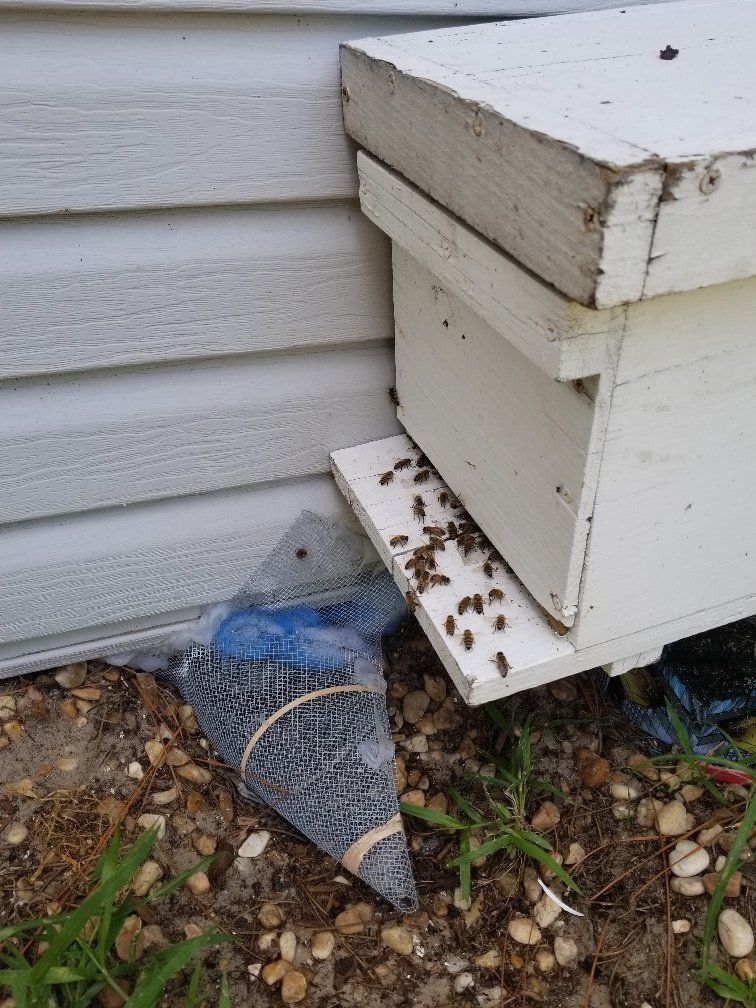 Bee removal service