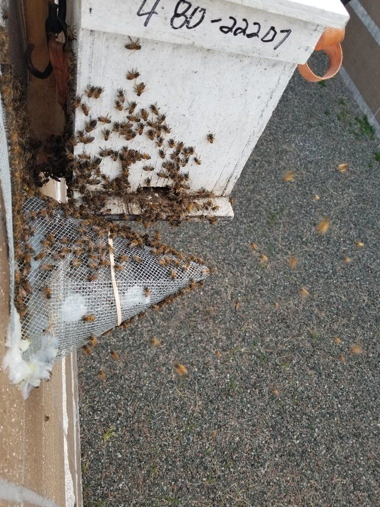Bee removal service