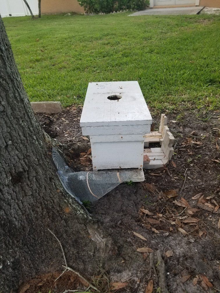 Bee removal service
