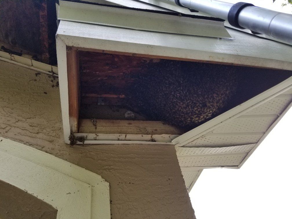 Bee removal service
