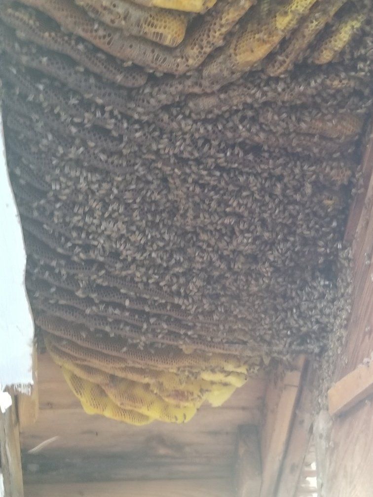 Bee removal service