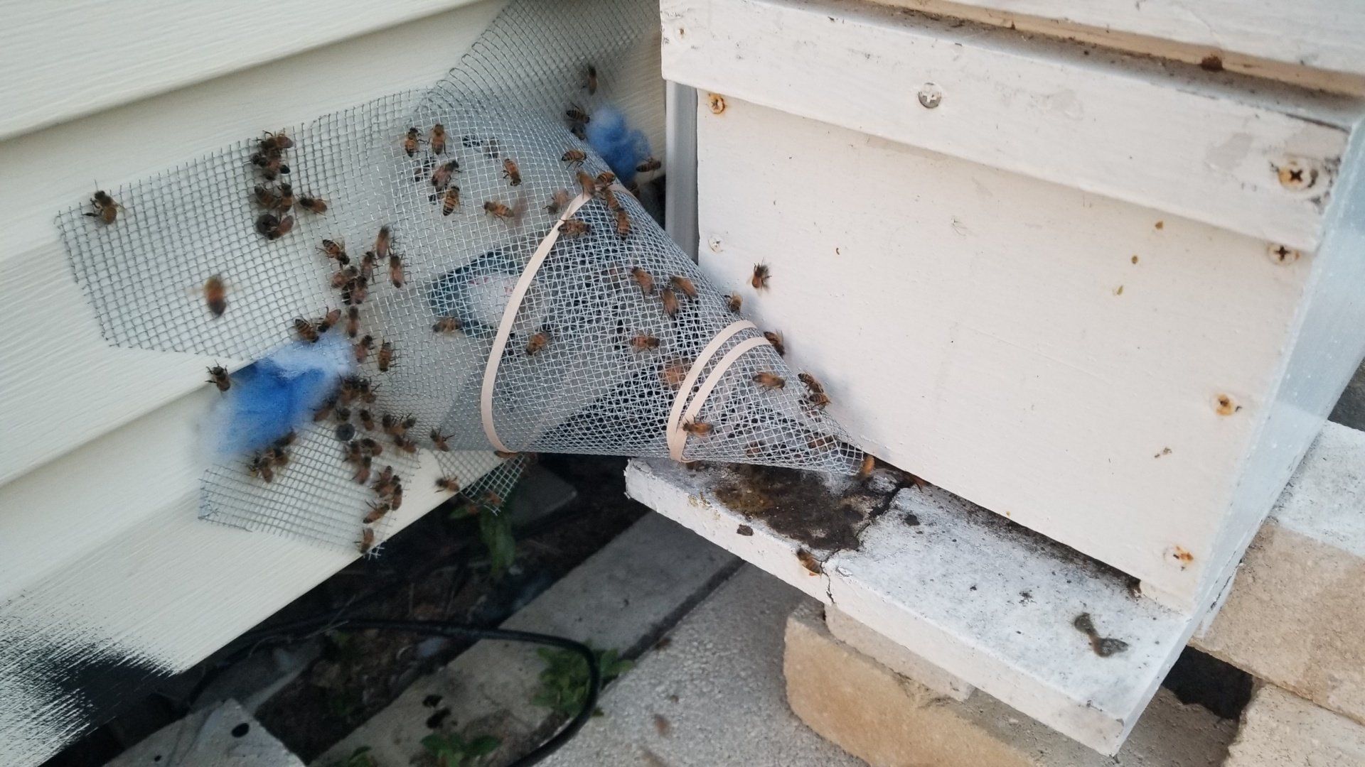 Bee Removal | Live Bee Removal | Clearwater, FL How To Get Bees Out Of Garage