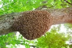 Bee swarm