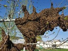 Bee swarm