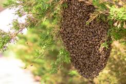 Bee swarm