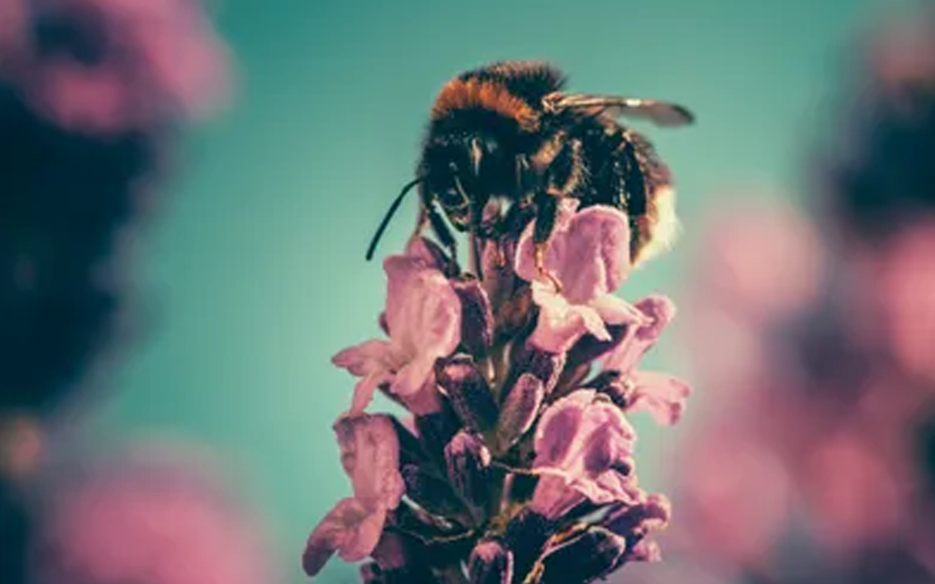 Bee Rescue Foundation Of Florida | Bee Removal Clearwater FL