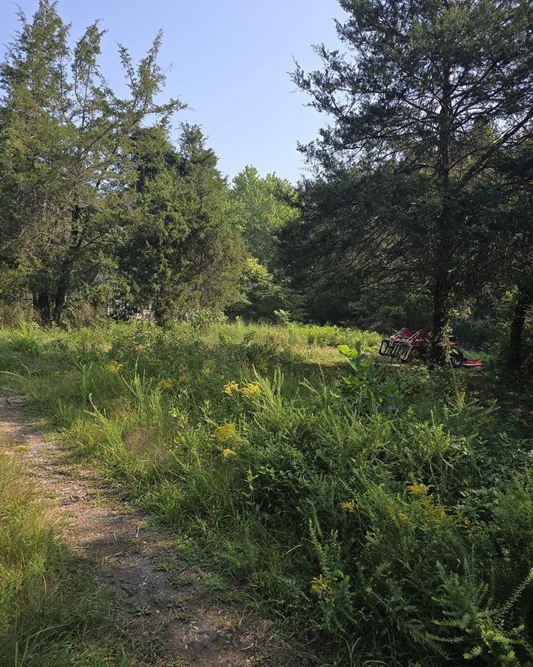 A dirt path in the middle of a field surrounded by trees.