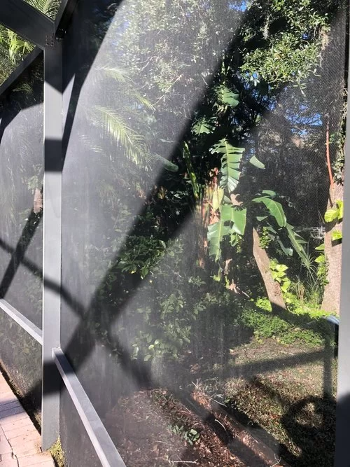 Reflection of green trees and a person in a glass window beside a walkway