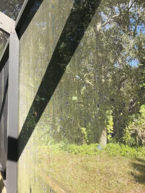 Sunlight through a dirty window onto a wooded yard with trees and greenery