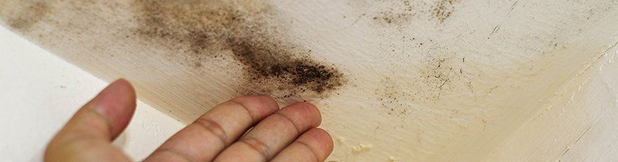 Mold testing