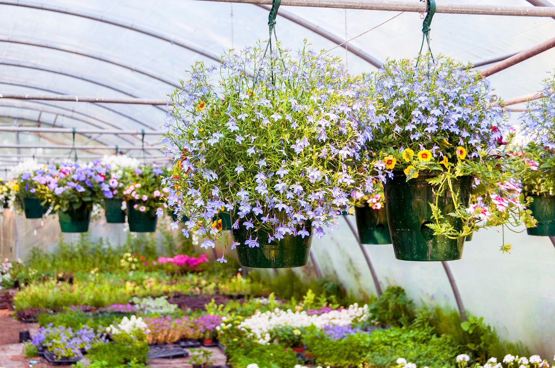 Hanging pots in a greenhouse