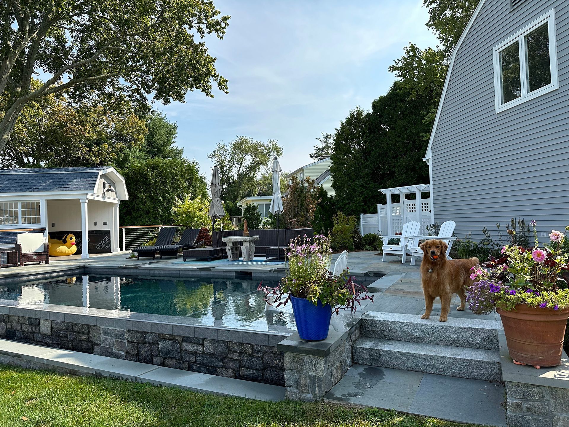 A dog is standing on a patio next to a swimming pool.
