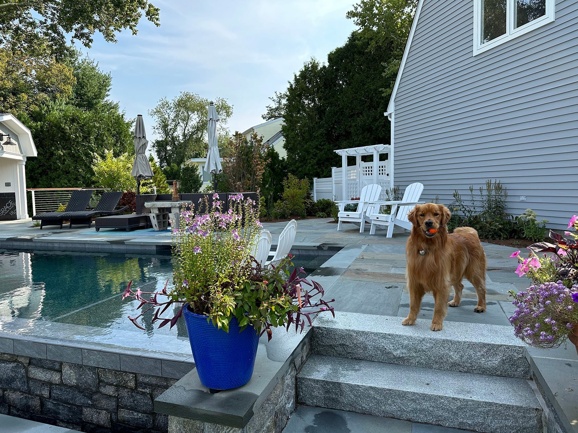 A dog is standing on the steps of a patio next to a pool.
