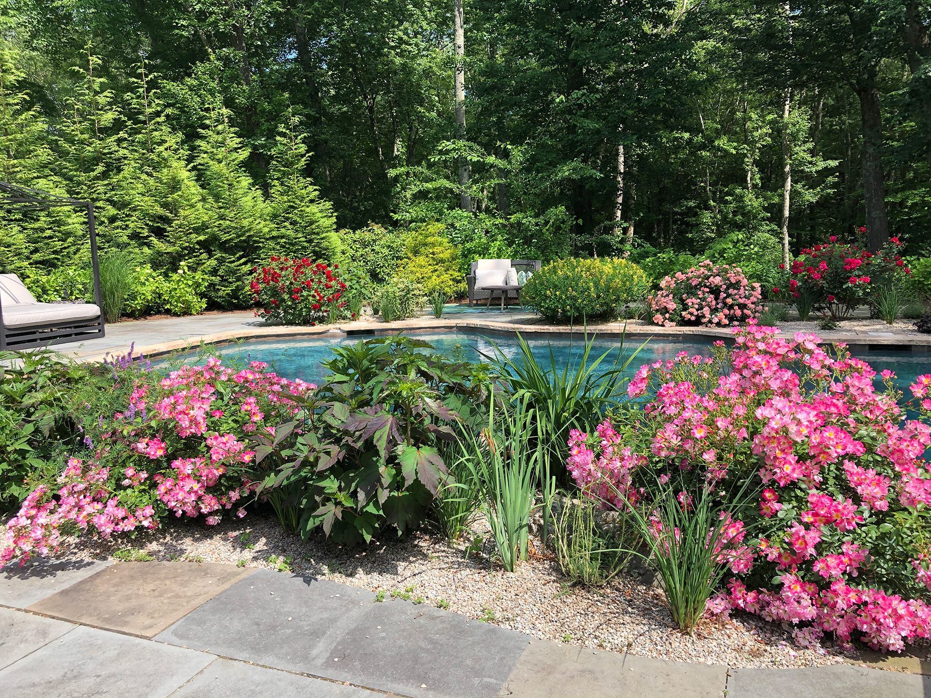 A swimming pool surrounded by pink flowers and trees
