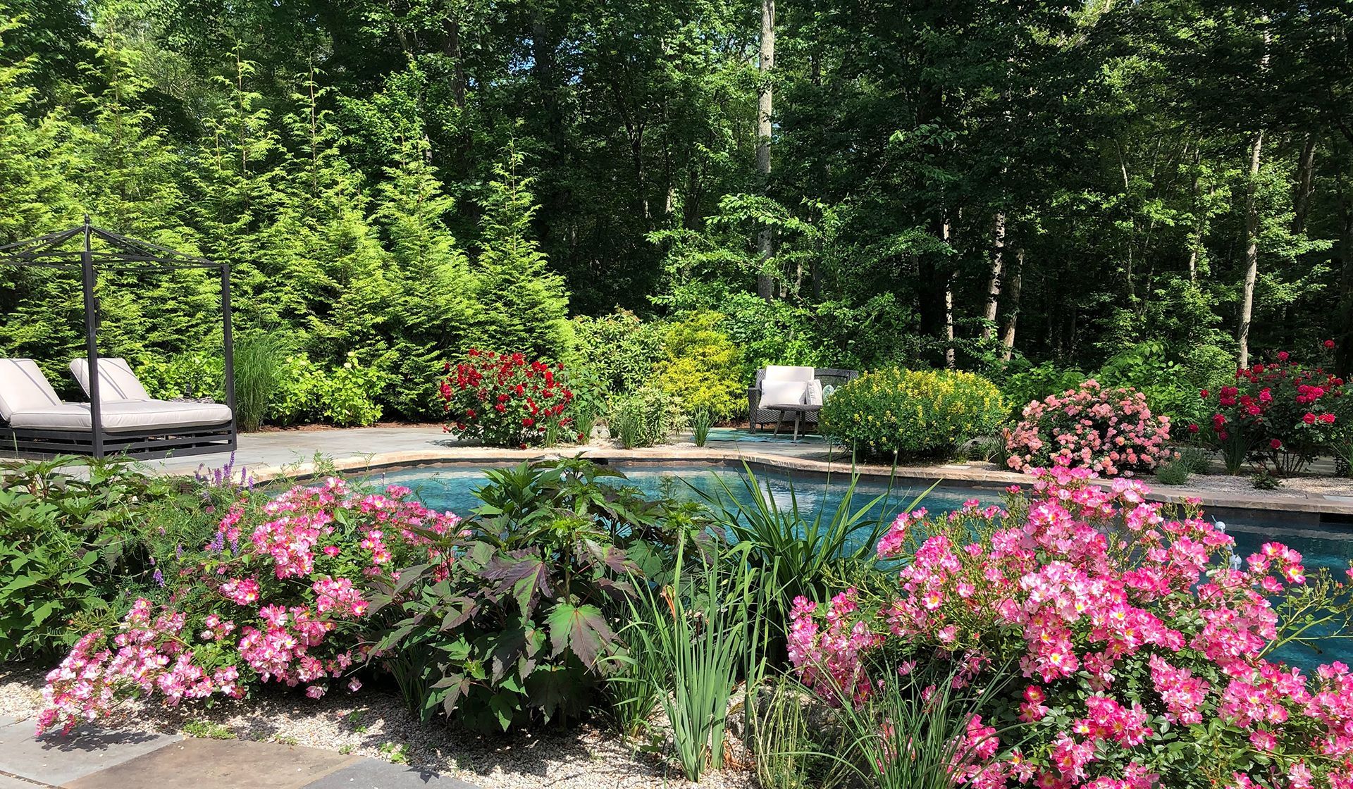 A swimming pool surrounded by pink flowers and trees