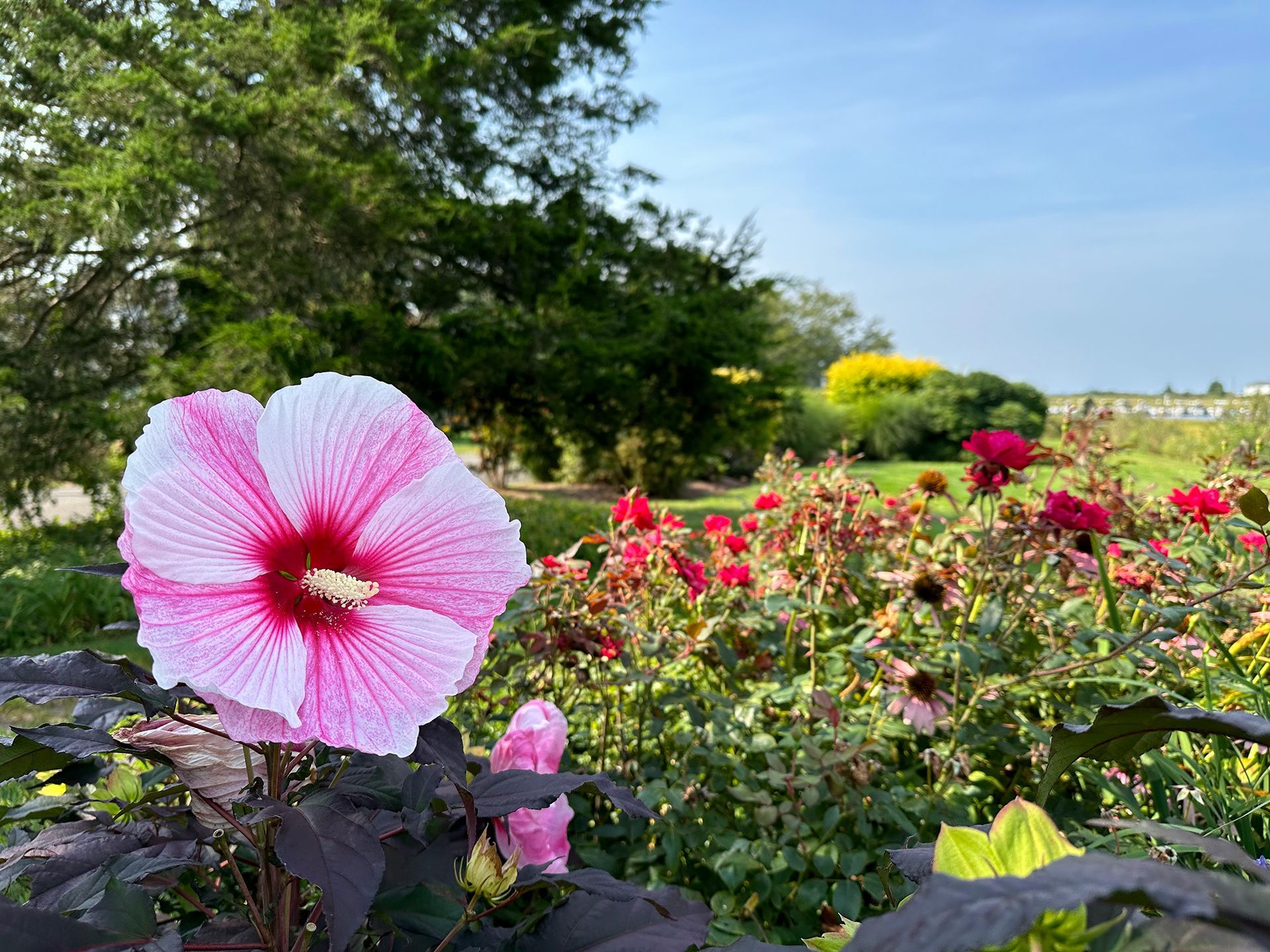 A pink flower with a red center is surrounded by other flowers in a garden.