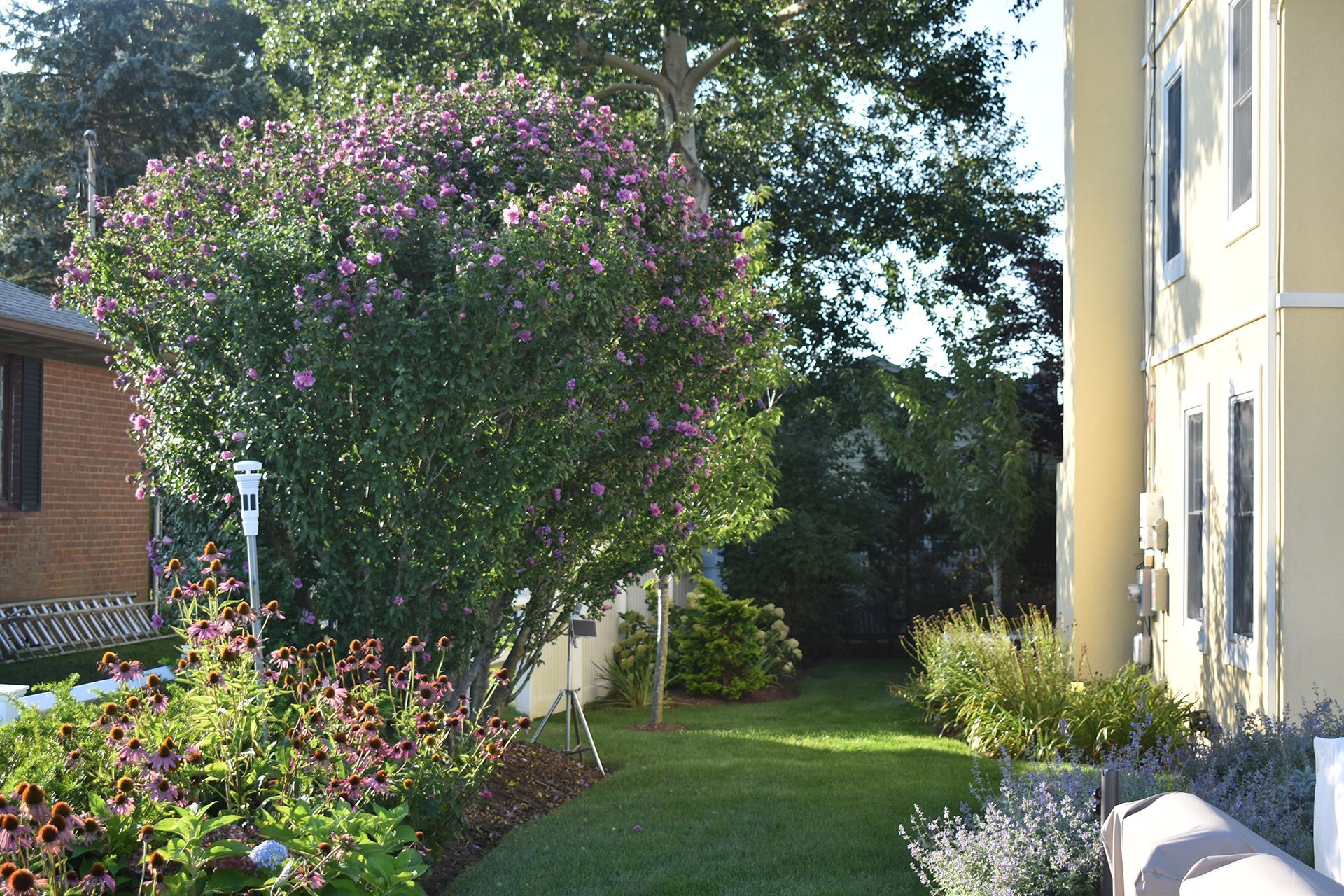 A lush green yard with a purple tree in the foreground